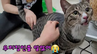 남의집 창문으로 들어가려다 화단에 방사된 고양이[고양이탐정]How to find a lost cat