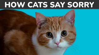 HOW DO CATS APOLOGIZE TO HUMANS? 🔥