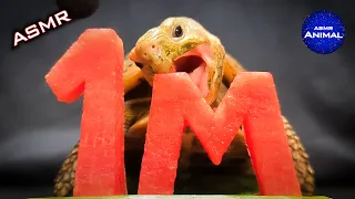 ASMR EATING 1 MILLION SUBSCRIBERS MUKBANG 🐢 Turtle Tortoise 139