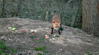 Foxxer the fox sitting back relaxing and enjoying some food