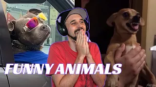 Try Not To Laugh Reaction - Funny Dogs And Cats Reaction 2020