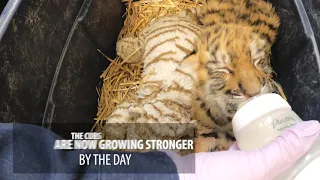 Two baby Amur tiger cubs at Cleveland Metroparks Zoo