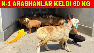 N-1 ARASHAN QO'CHQORLAR KELDI SHOSHILING BUNAQASI BOLMAGAN