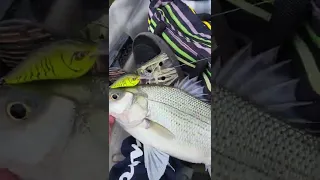 White Bass on Lake Lanier Kayak bass fishing