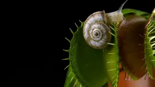 Venus Fly Trap Captures Snail, Grasshopper, Stink Bug, and Fly | Venus Flytrap Feeding Time