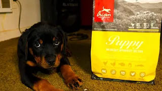 What to feed your Rottweiler pup for weight gain & muscles (Orijen dog food)