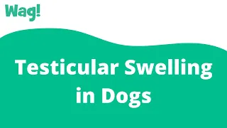 Testicular Swelling in Dogs | Wag!