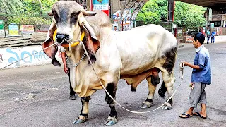 Indo Brazil Bull on the streets