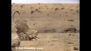 Leopard vs Crocodile