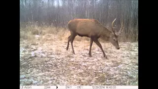 Chernobyl wildlife cameras (Site 1 May15)