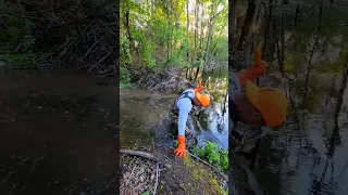 Beavers Set Me Up! | Beaver Dam Removal In One Minute! #shorts