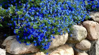 САД В ГОЛУБОМ НАРЯДЕ. Первая часть. МОНОХРОМНЫЙ САД. A beautiful garden in a blue outfit.