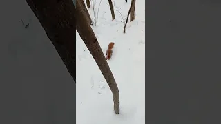 Рыжая и Длинноухий / Redhead and Long-eared