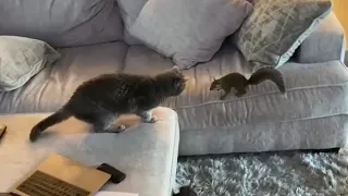 Pet squirrel plays with kitty cat best friend