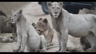 A Pride with Rare WHITE Lions Arrive! | The Virtual Safari #118