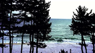 [4K] Nature Sound- Ocean waves through a pine forest #meditation #beach #naturesounds