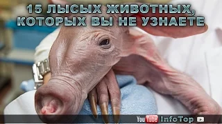 15 лысых животных, которых вы не узнаете