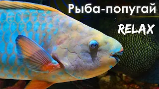 РЫБЫ-ПОПУГАИ в Красном море // SCARIDAES in the Red sea (Relax)