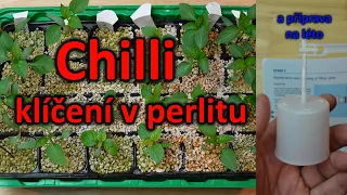 33. Klíčení chilli paprik v perlitu a další perličky