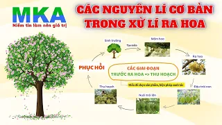 Nông dân cần biết - 5 Nguyên lí xử lí ra hoa (Phần 1) - Nguyên lí 1