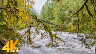 4K View of North Fork Nooksack River from Horseshoe Bend Trail - Short Preview Video