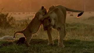 Hungry lion cubs - Animal Super Parents: Episode 2 Preview - BBC One