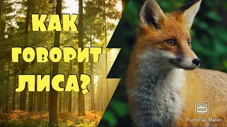 КАК ГОВОРИТ ЛИСА / ЗВУКИ ЛИСЫ 🦊  #лиса #звуки_лисы #как_говорит_лиса