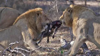 Wild Dogs Killed by Male Lion and Crocodile - Animal Fighting | ATP Earth