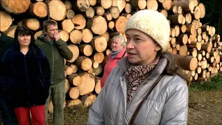 Незаконная вырубка леса в Болкашино (Солнечногорский район)