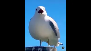 Seagull screams violently