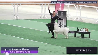 Сhess set. Irina Kashcheeva& White Swiss shepherd dog Kalashnikov Iz Beloy Brigady (Lashik)