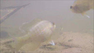 Underwater Footage of a Spawning Bluegill attacking another Bluegill!