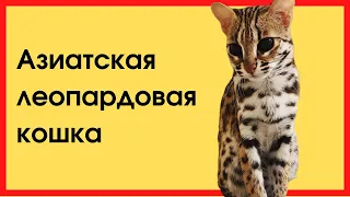 Азиатская леопардовая кошка