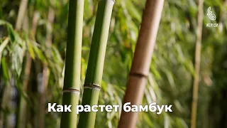 Как растет бамбук