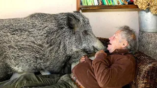 Истощенного поросенка нашли в итальянском лесу – теперь свин, весом 165 кг живет в доме, смотрит ТВ