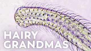 Gastrotrichs: Four Day Old Grandmothers