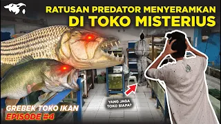 #EPS04 GREBEK TOKO IKAN l MERINDING ADA IKAN PREDATOR MENYERAMKAN GOLIATH TIGERFISH DI SINI