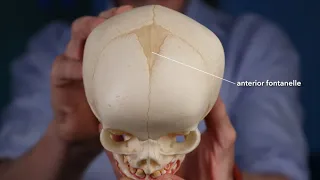 Fontanelle anatomy