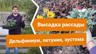 Цветы — как высадить готовую рассаду и посеять семена прямо в грунт?