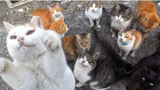 Kontakt i ngushtë me një ishull ku jetojnë më shumë mace se sa njerëz.ishulli i maceve japoneze
