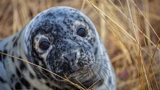 Gray Seals: Sentinels of Our Shared Marine Habitat