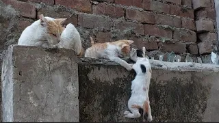 Feral Kitten Pulling His Brother Up When Feel Danger