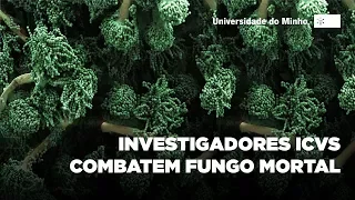 ICVS colabora no combate a fungo mortal