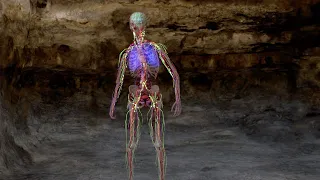 How We Fight Off Infections | Secrets Of The Human Body | BBC Earth Science