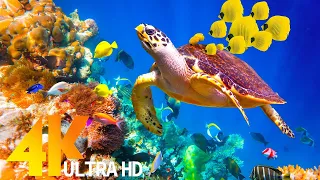Aquarium 4K Video UHD(60fps) 🐠 Sea Animals With Relaxing Music - Rare & Colorful Sea Life Video