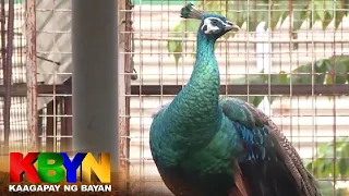 KBYN: Peacock sa Laguna aabot sa ilang daang libo ang halaga | ABS-CBN News