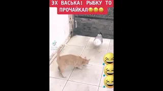 Чайка рэкетир