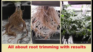 All about triming roots of Tomato plants in Aerogarden