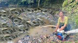 Fishing ! How to catch poisonous fish with a pump to get a lot of shrimp. Farm girl