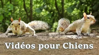 Vidéos pour Chiens : Videos for Dogs to Watch Squirrels ✅